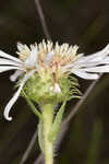 Thistleleaf aster